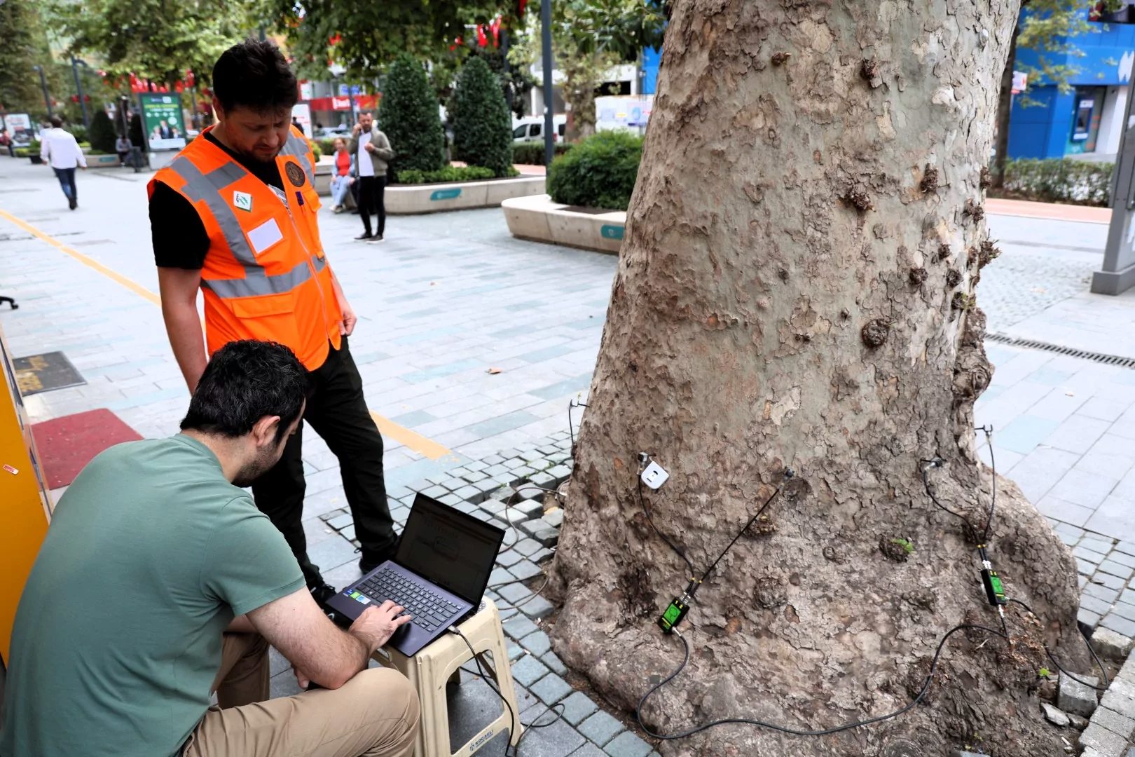 Kocaeli Büyükşehir Belediyesi, kentin doğal mirası niteliğindeki anıt ağaçların korunması