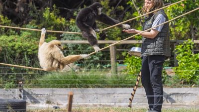 Darıca’daki özel hayvanat bahçesi kapanınca yolları İzmir’e düşen dört primat,