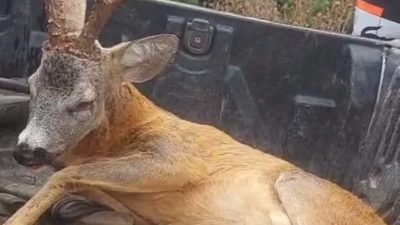 Bolu Mudurnu yolu üzerindeki Akkayalar mevkisinde yaralı ceylan bulan Özcan
